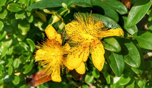 Arnica iperico tea tree oil e incenso i rimedi naturali tuttofare