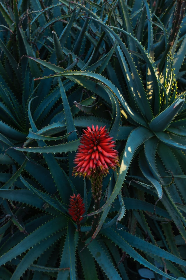 Tutte le virtù dell'aloe