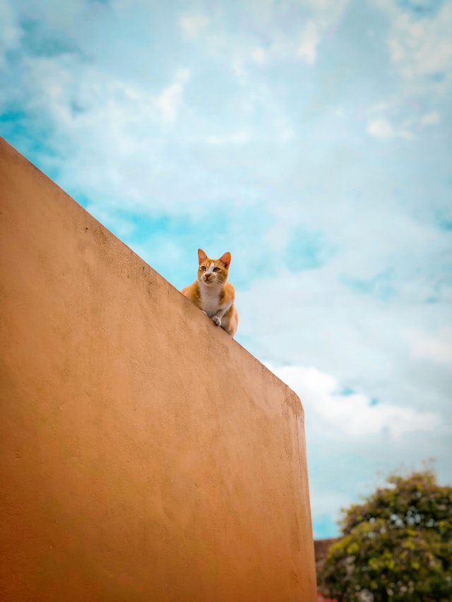 aiutare il cane e il gatto a superare lo shock da pensione dopo le vacanze