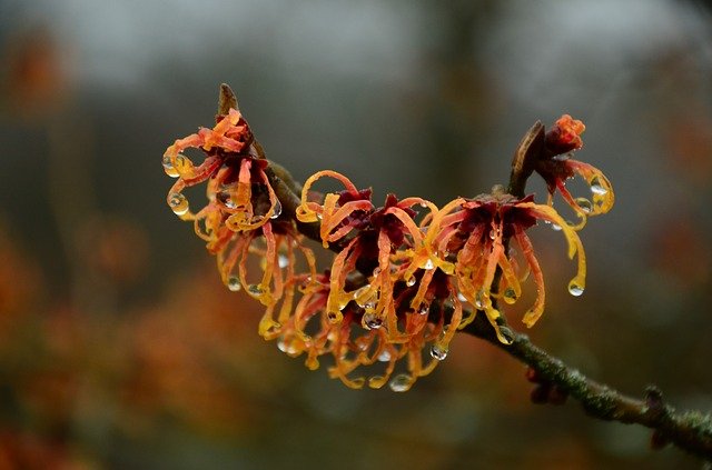 coltivare hamamelis