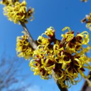 coltivare hamamelis