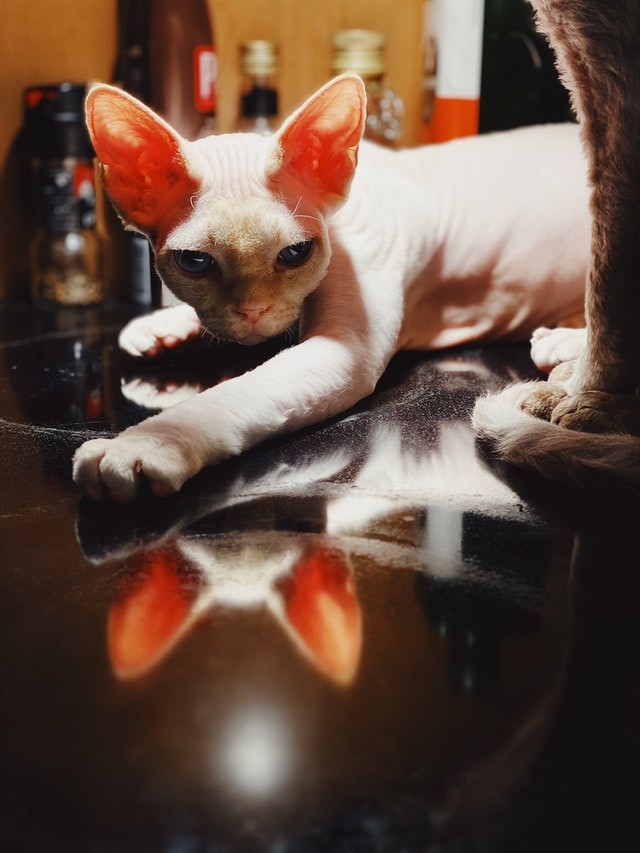 gatto devon rex