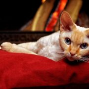 gatto devon rex