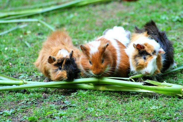 cavia a pelo lungo