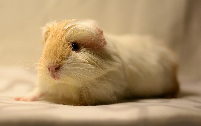 cavia a pelo lungo