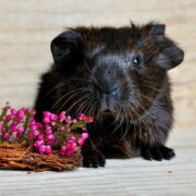 cavia a pelo lungo