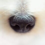 Covid presto in Italia i cani che 'fiutano' il virus