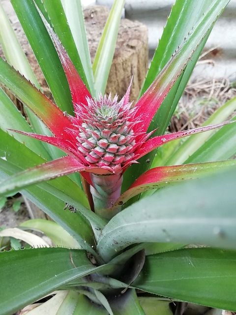 Coltivare il magnifico ananas rosso