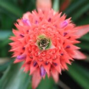 Coltivare il magnifico ananas rosso
