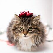 malattie cardiache del gatto