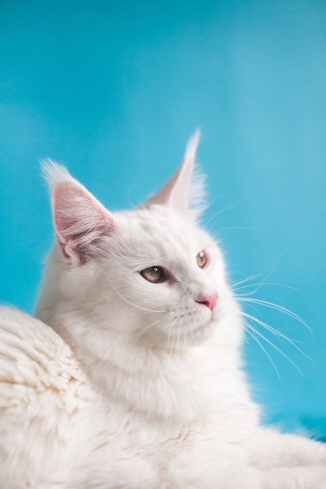 malattie cardiache del gatto