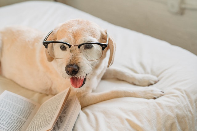 le cure per il cane labrador