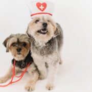 Come aiutare a superare la paura del veterinario al cane e al gatto