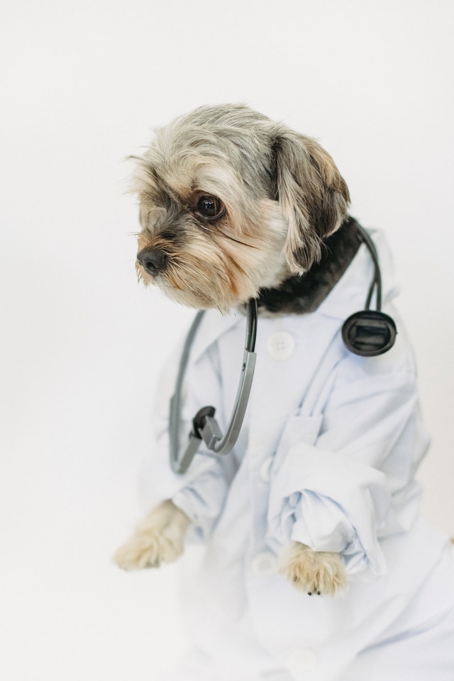 Come aiutare a superare la paura del veterinario al cane e al gatto