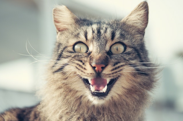 Come aiutare a superare la paura del veterinario al cane e al gatto