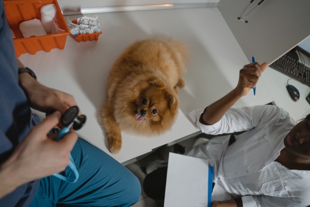 Come aiutare a superare la paura del veterinario al cane e al gatto