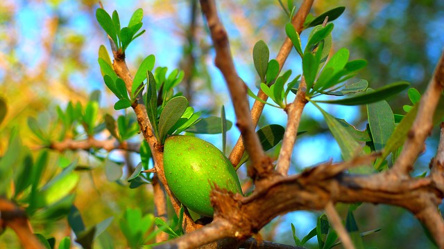 olio d'argan il multitasking della bellezza