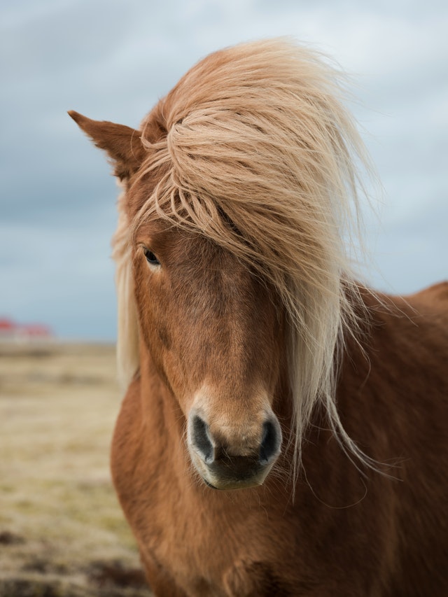 adottare un cavallo