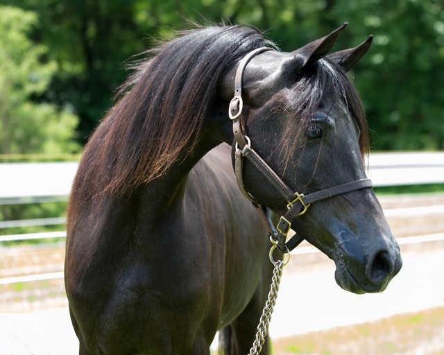 adottare un cavallo