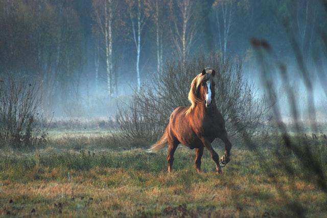 adottare un cavallo