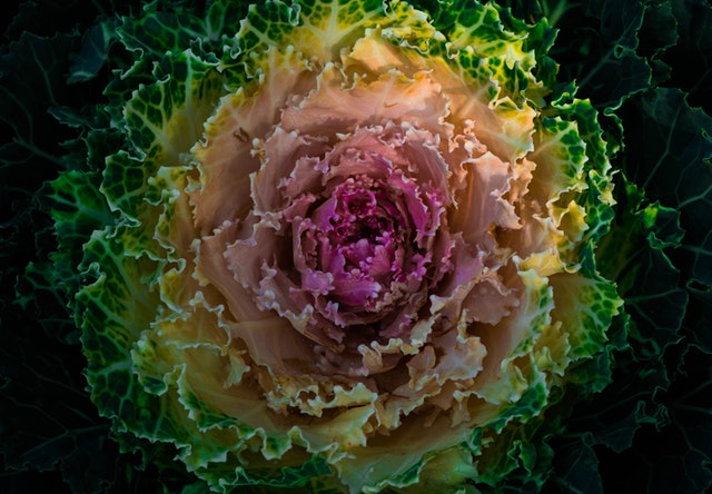 coltivare cavoli e cavolfiori in terrazza