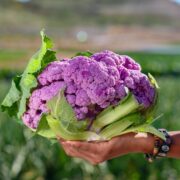coltivare cavoli e cavolfiori in terrazza