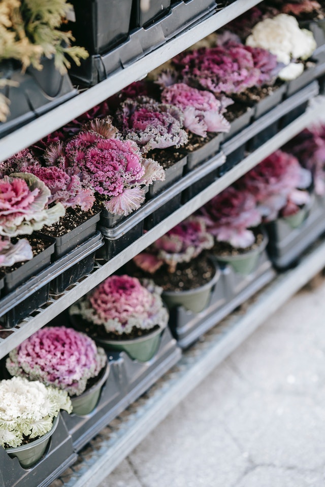 coltivare cavoli e cavolfiori in terrazza