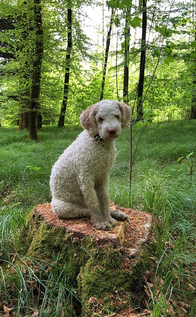 Lagotto