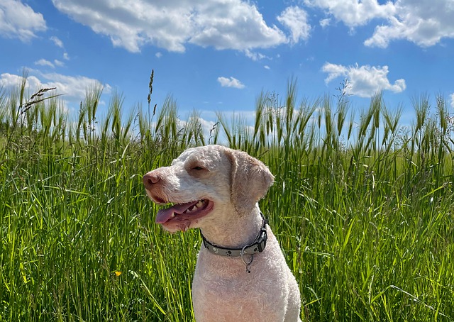Lagotto