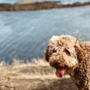 Lagotto
