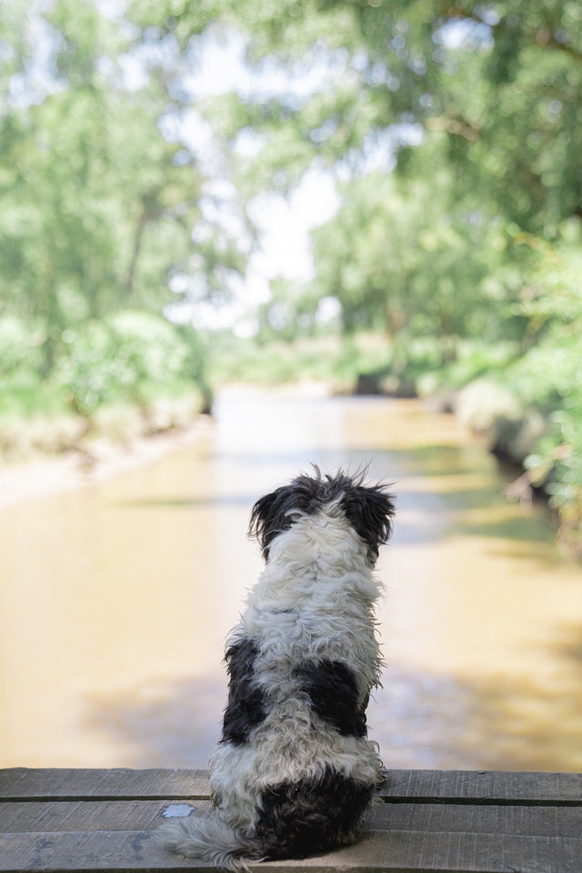 Lagotto